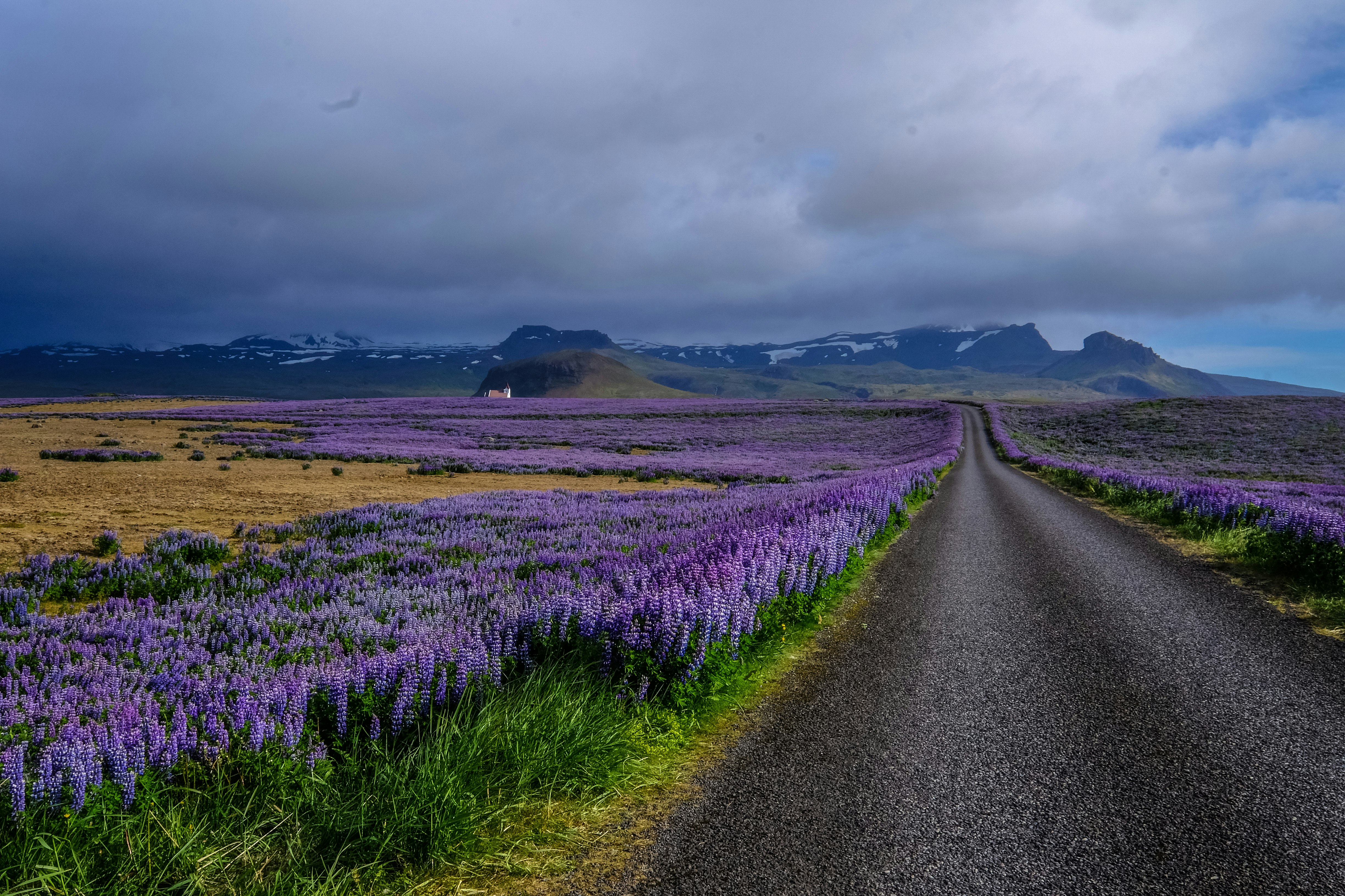 purple flowers beside road